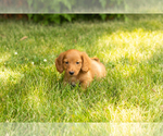 Small #13 Dachshund