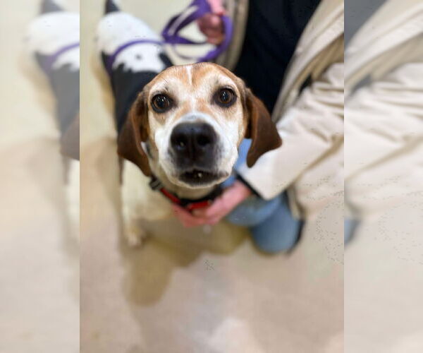 Medium Photo #8 Mutt Puppy For Sale in Westwood, NJ, USA