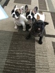 Small Photo #5 French Bulldog Puppy For Sale in OAK PARK, MI, USA