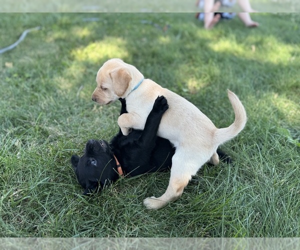Medium Photo #3 Labrador Retriever Puppy For Sale in LEWISTON, ID, USA