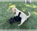 Small #2 Labrador Retriever