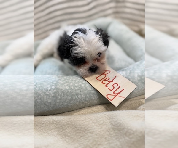 Medium Photo #35 Poodle (Miniature)-Zuchon Mix Puppy For Sale in HTFD, CT, USA