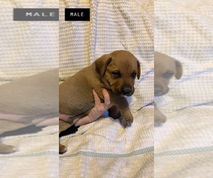 Labrottie Puppy for sale in BOISE, ID, USA