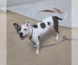 Mutt Dogs for adoption in Las Vegas, NV, USA