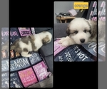 Puppy 2 Pyrenees Husky