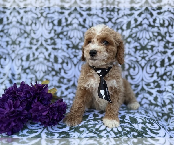 Medium Photo #3 Cock-A-Poo Puppy For Sale in LAKELAND, FL, USA
