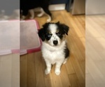 Puppy Olympia Miniature Australian Shepherd-Pomsky Mix