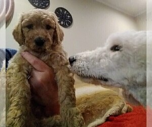 Labradoodle Puppy for sale in KENT, OH, USA