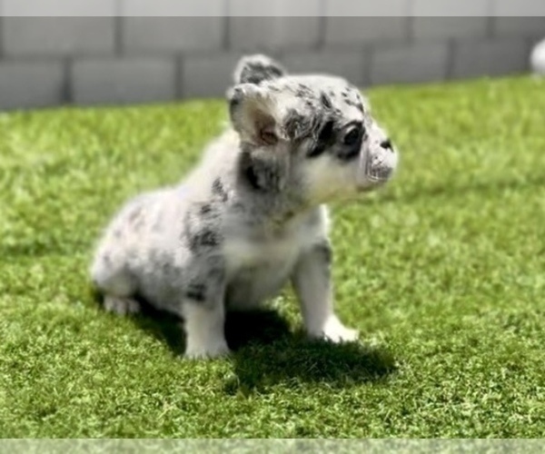 Medium Photo #7 French Bulldog Puppy For Sale in ATHERTON, CA, USA