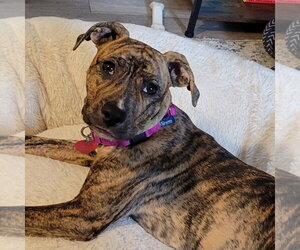 Mutt Dogs for adoption in Fargo, ND, USA