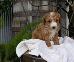 Small Photo #54 Cavapoo Puppy For Sale in GOSHEN, IN, USA