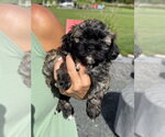 Small #5 Shih Tzu Mix