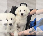 Small #2 Great Pyrenees