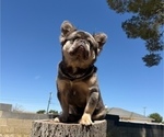 Small #2 French Bulldog