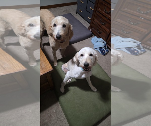 Medium Photo #5 Labradoodle Puppy For Sale in Columbus, IN, USA