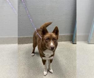 Border Collie-Unknown Mix Dogs for adoption in Las Vegas, NV, USA
