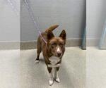 Small Border Collie Mix