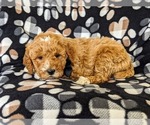 Small #3 Goldendoodle