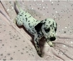 Small Photo #6 Dalmatian Puppy For Sale in TEMPLE, TX, USA