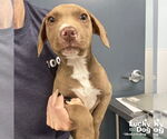 Small #1 Labrador Retriever Mix