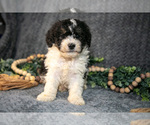 Small Photo #15 Bernedoodle (Miniature) Puppy For Sale in NAPPANEE, IN, USA