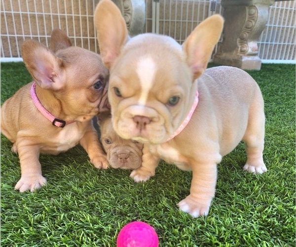 Medium Photo #7 French Bulldog Puppy For Sale in LAS VEGAS, NV, USA