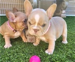 Small #6 French Bulldog