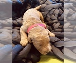Small Photo #3 Goldendoodle Puppy For Sale in WEST PLAINS, MO, USA