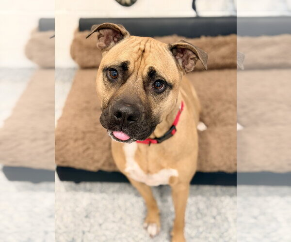 Medium Photo #1 Mutt Puppy For Sale in Manahawkin, NJ, USA