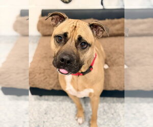 Mutt Dogs for adoption in Manahawkin, NJ, USA