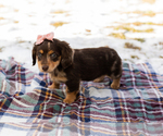 Small #2 Dachshund
