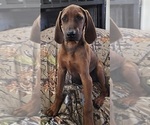 Small #1 Redbone Coonhound