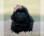 Puppy Minnie Goldendoodle (Miniature)