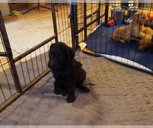 Goldendoodle Puppy for Sale in PITTSGROVE, New Jersey USA