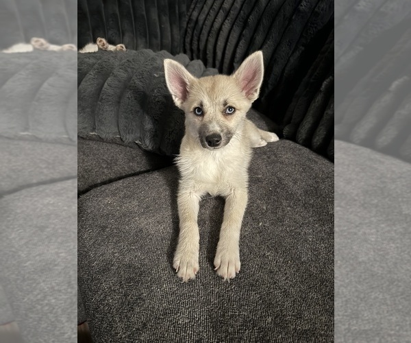 Medium Photo #129 Pomsky Puppy For Sale in LOVELAND, CO, USA