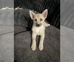 Small #128 Pomsky