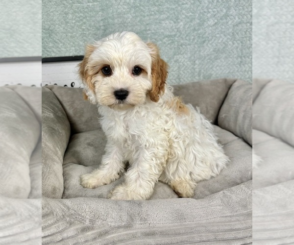 Medium Photo #6 Cavapoo Puppy For Sale in FRANKLIN, IN, USA
