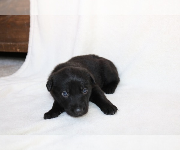 Medium Photo #2 German Shepherd Dog Puppy For Sale in AUSTIN, TX, USA
