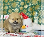 Puppy Puppy 2 Pomeranian