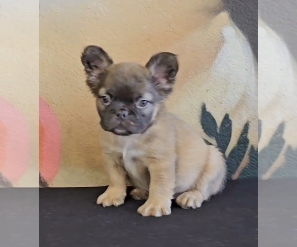 Medium Photo #4 French Bulldog Puppy For Sale in WINTER PARK, FL, USA