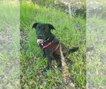 Small Labrador Retriever Mix