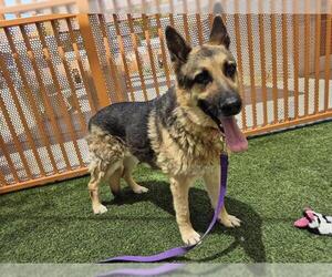 German Shepherd Dog-Unknown Mix Dogs for adoption in Las Vegas, NV, USA