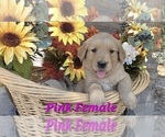 Small #1 Golden Retriever