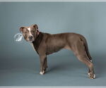 Small #23 American Pit Bull Terrier