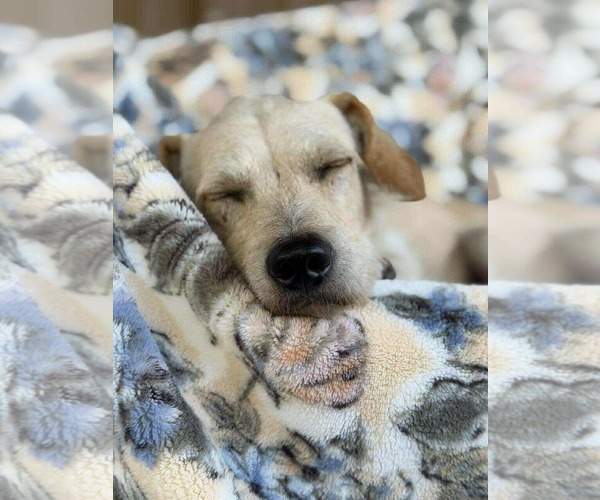 Medium Photo #7 Chihuahua-Unknown Mix Puppy For Sale in Princeton, MN, USA