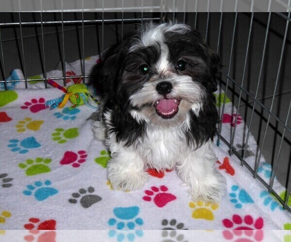 Medium Photo #3 Mal-Shi Puppy For Sale in ORO VALLEY, AZ, USA