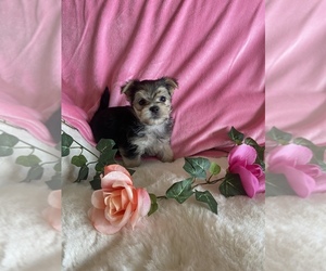 Morkie Puppy for sale in CULVER, IN, USA