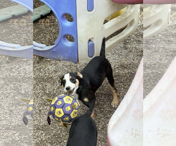 Medium Photo #3 Mutt Puppy For Sale in MIDWAY, UT, USA