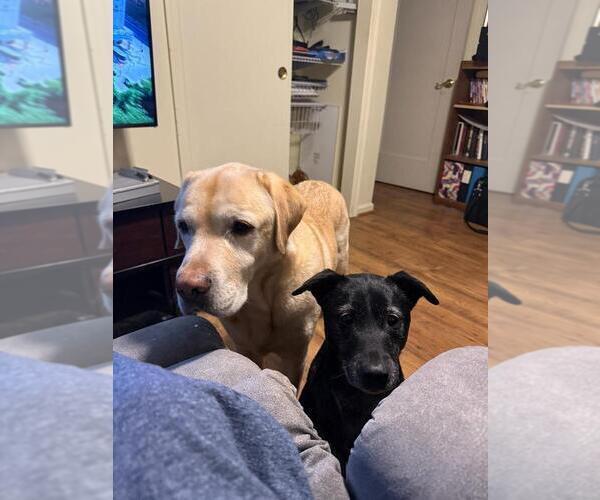 Medium Photo #3 English Cream Golden Retriever Puppy For Sale in HERNDON, VA, USA