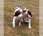 Small Photo #22 English Springer Spaniel Puppy For Sale in LEWISBERRY, PA, USA
